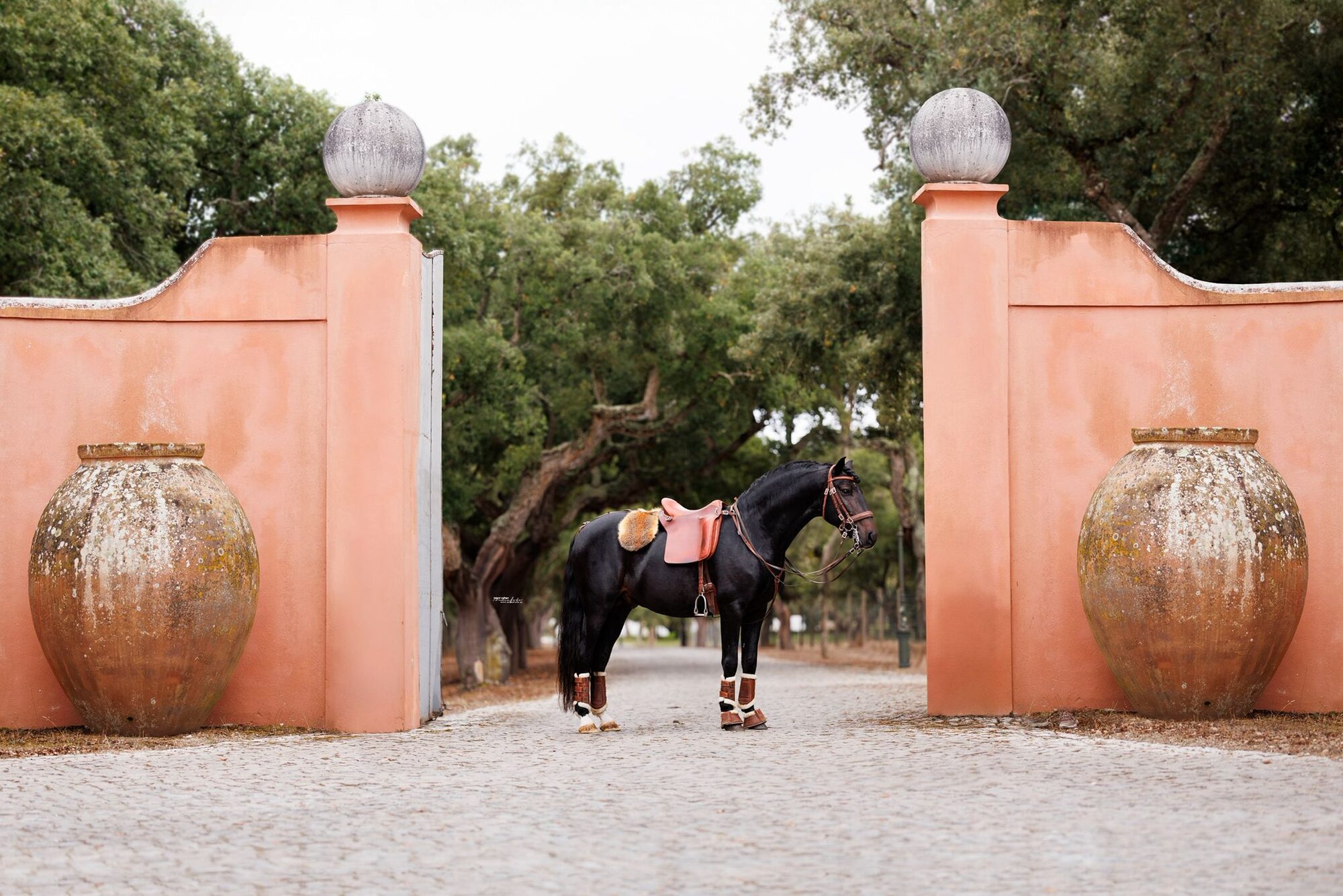 A black Lusitano horse, tacked up, standing between the terracotta-coloured estate gateposts at AMAIA Valley.