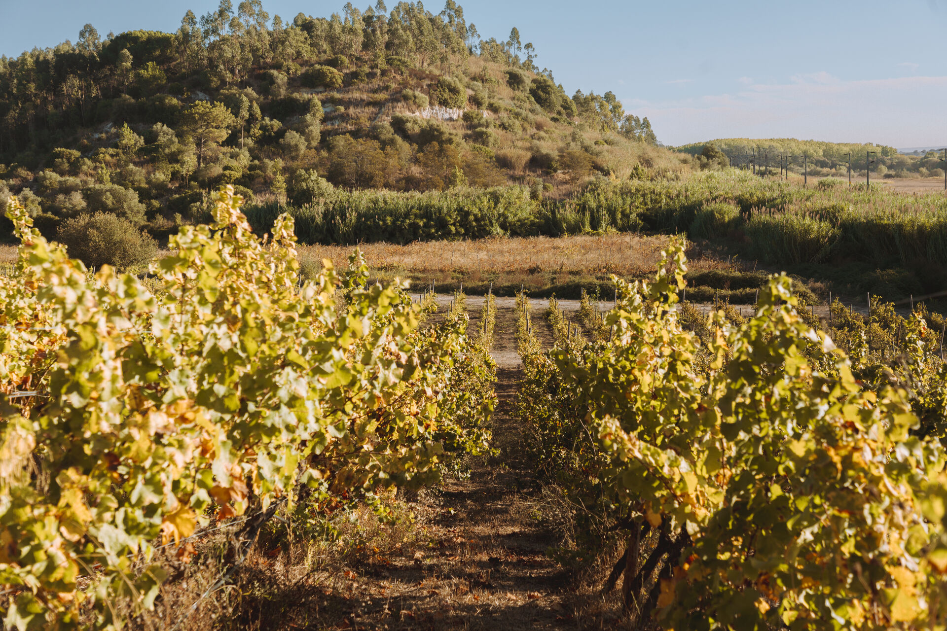 The vineyards and fields of AMAIA Valley.